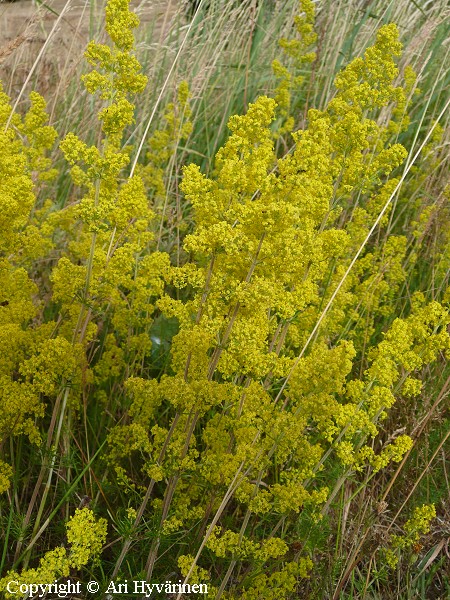 Galium verum, keltamatara